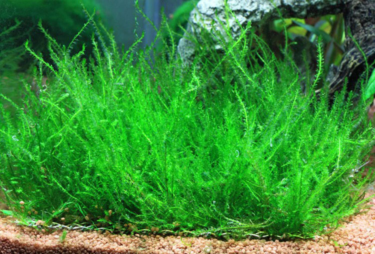 2g 100g Java moss carpet plant aquarium fish tanks / Cherry shrimp