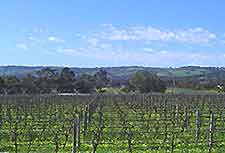 Adelaide Vineyards and Wines