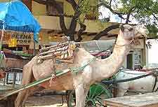 Camels can be found at livestock fairs