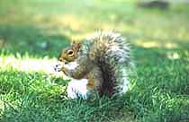 Snapshot of a squirrel in a public park
