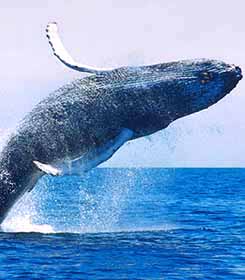 Photograph of a Humpback Whale