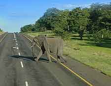 Photo of young elephant crossing the road at Chobe National Park