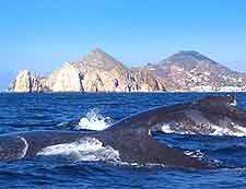 Picture of whales off the coast of Cabo San Lucas