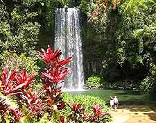 Picture of the famous Millaa Millaa Falls in the Atherton Tableland