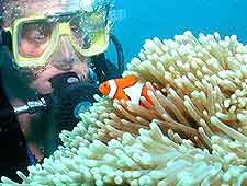 Image of diver enjoying the underwater scenery