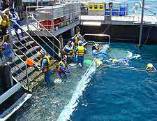 Photo of the platform at Marine World