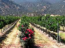 Photo of Carmel Vineyard