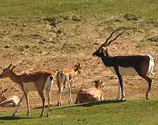 Guindy National Park wildlife image showing Blackbuck antelope