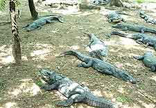 Crocodile Bank photo of hungry crocs