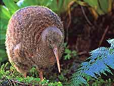 Christchurch Attractions for Children