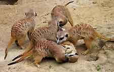 Picture showing meerkats playing at Koln Zoo