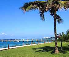 Cozumel coastal photo of palm tree