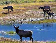 Image of local elks