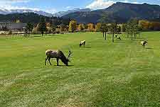 Photo of local elk grazing at golf club