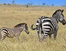 Image of zebras at the Omo National Park