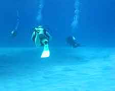 Picture of scuba divers exploring the reefs