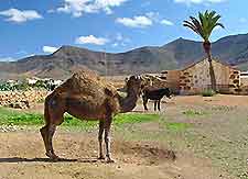 Picture of camels at the Ecomuseo de La Alcogida, Fuerteventura
