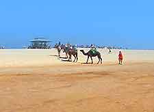 Picture of camels in La Oliva, Fuerteventura