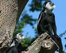 Image taken at the Boabeng Fiema Monkey Sanctuary