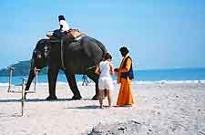 Picture of an elephant walking on the white sandy beachfront
