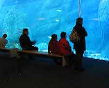 Photo of exhibits at the Akvariet (Aquarium)