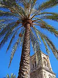 Image of a palm tree outside Granda's Santa Maria Cathedral on a sunny day