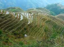 Photo of the Longsheng terraces