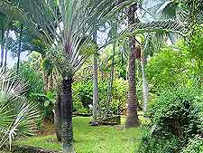 View of Sadie Seymour Botanical Gardens
