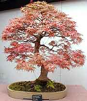 Photo of a specimen maple at the Bonsai Museum
