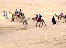 Picture of camel safari