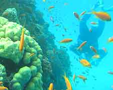Photo of scuba diving in the Red Sea