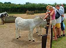 Isle of Wight Attractions for Children