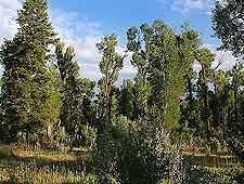 Caribou Targhee National Forest view