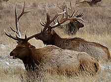 Photograph taken at the National Elk Refuge