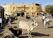Photo of local stores and wandering cattle