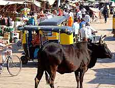 Picture of market and wandering cow