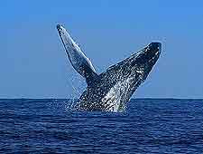 Picture of leaping Humpback Whale