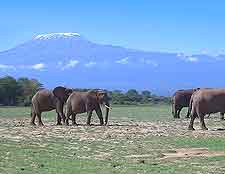 Amboseli National Park photo, showing elephants