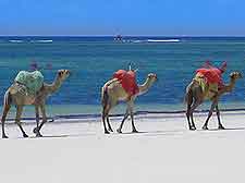 Photo of camels on the Diani beachfront