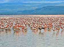 Lake Nakuru image