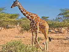 Giraffe photo, taken at the Samburu National Reserve