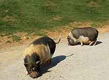 Picture taken at the Kennedy's Animal, Bird and Pet Farm