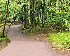 Picture of narrow road through countryside