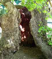 Hippocrates Plane Tree picture