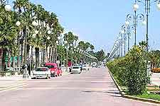 Photo of prominent avenue lined by tropical palm trees