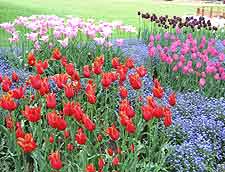 Picture of the Jardin Botaniques Cantonaux (Botanical Gardens)