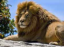 Photo of lion at the Municipal Gardens / Lemesos Zoo Garden