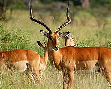 Mwabvi Wildlife Reserve antelope picture