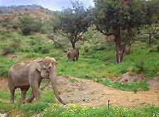 Image of an elephant at Selwo Aventura nearby Marbella