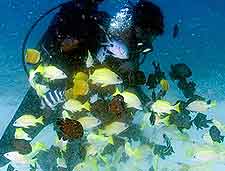 Close-up image of colourful marine fish